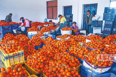 田阳县西红柿滞销困境 农户无奈倾倒江中，农副产品出路何在？