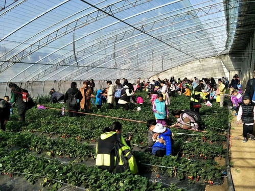 3月17日至19日，我们相约祁阳首届油菜花节暨农副产品交易会