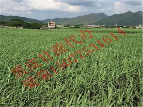 博白县三滩镇荣生农副产品购销部详情介绍